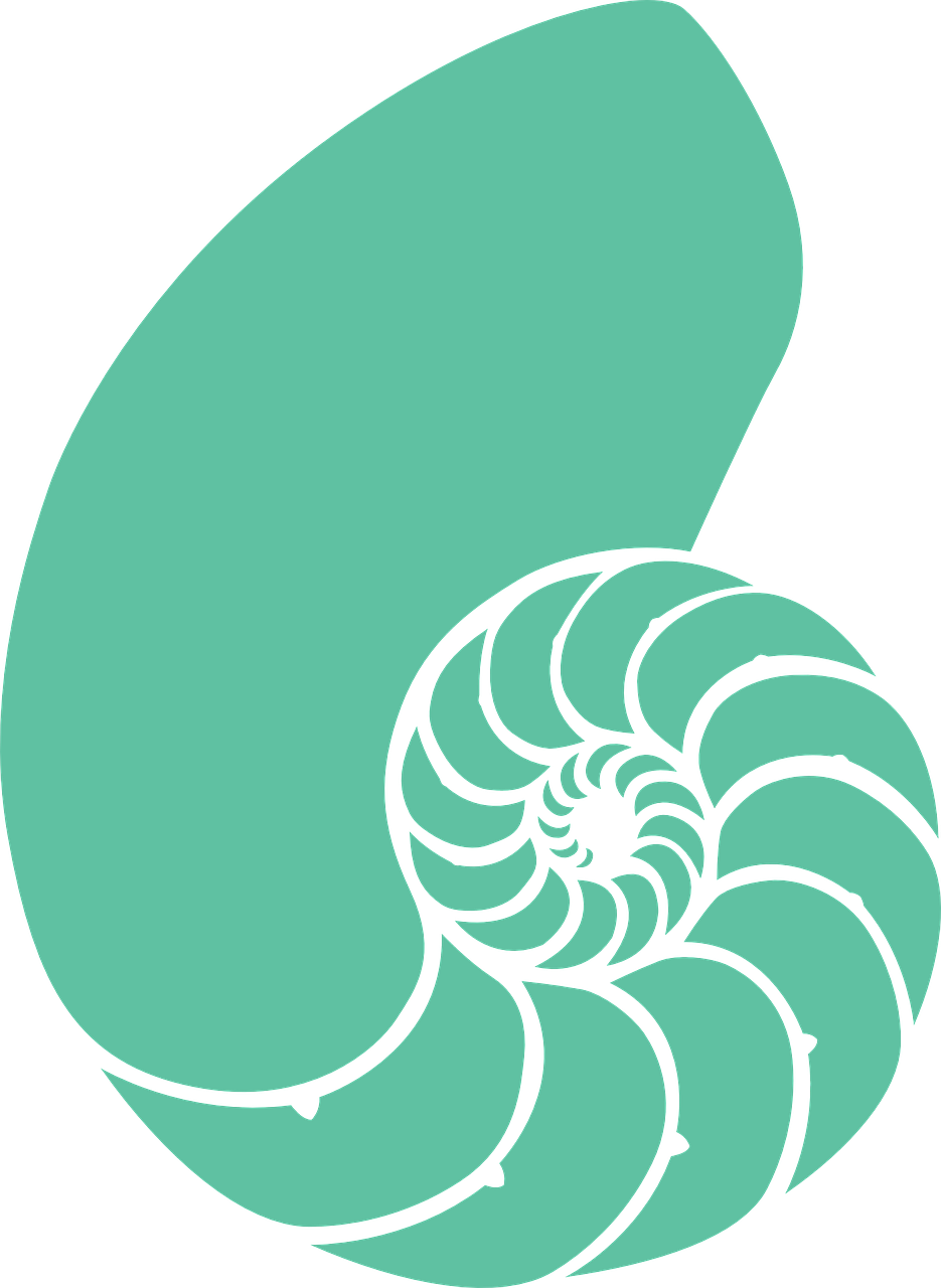 nautilus snail prehistoric free photo