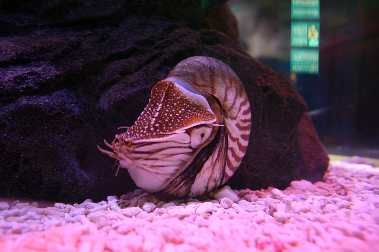 nautilus aquarium marine free photo