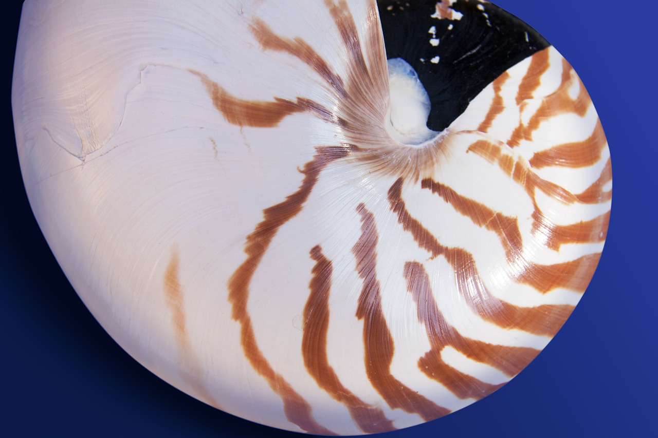 nautilus cephalopods sea free photo