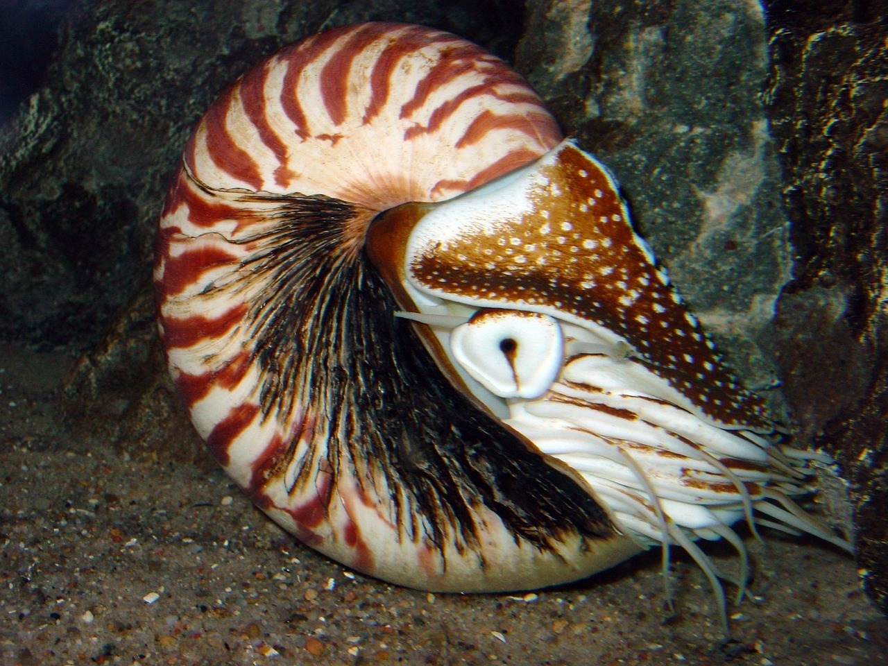 nautilus live shell free photo
