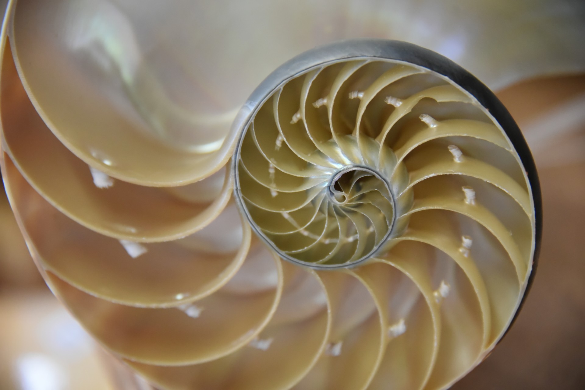 nautilus shell cutaway free photo