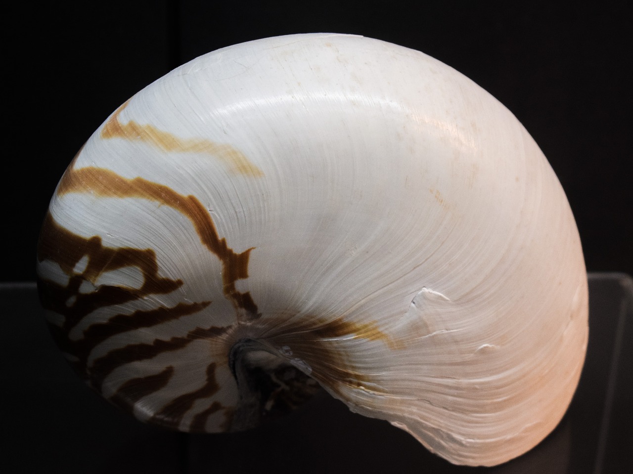 nautilus pompilius shell nautilus free photo