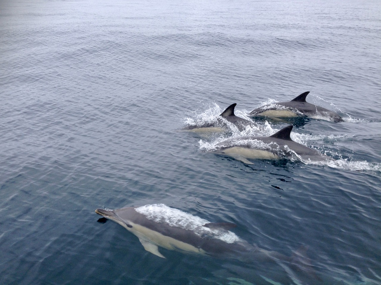 navigation dolphins jump free photo