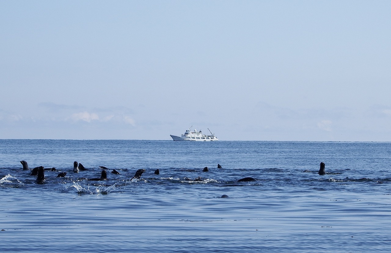 navy seals rookery sea free photo