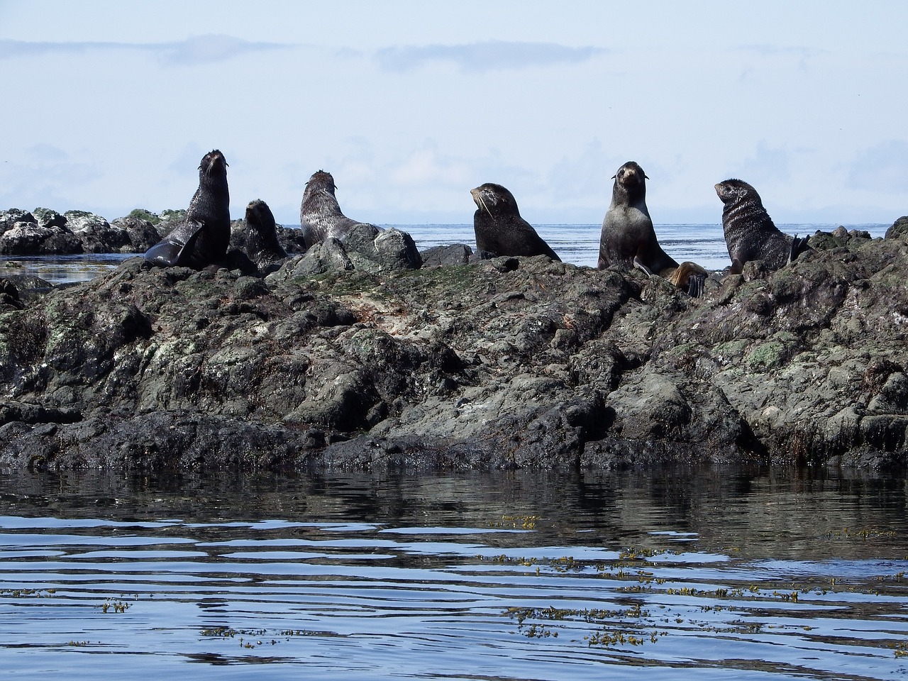 navy seals rookery sea free photo