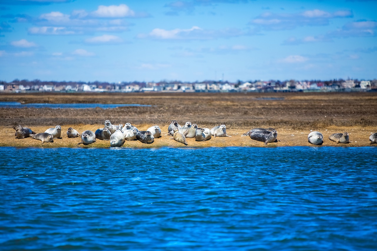 navy seals  seals  ocean free photo
