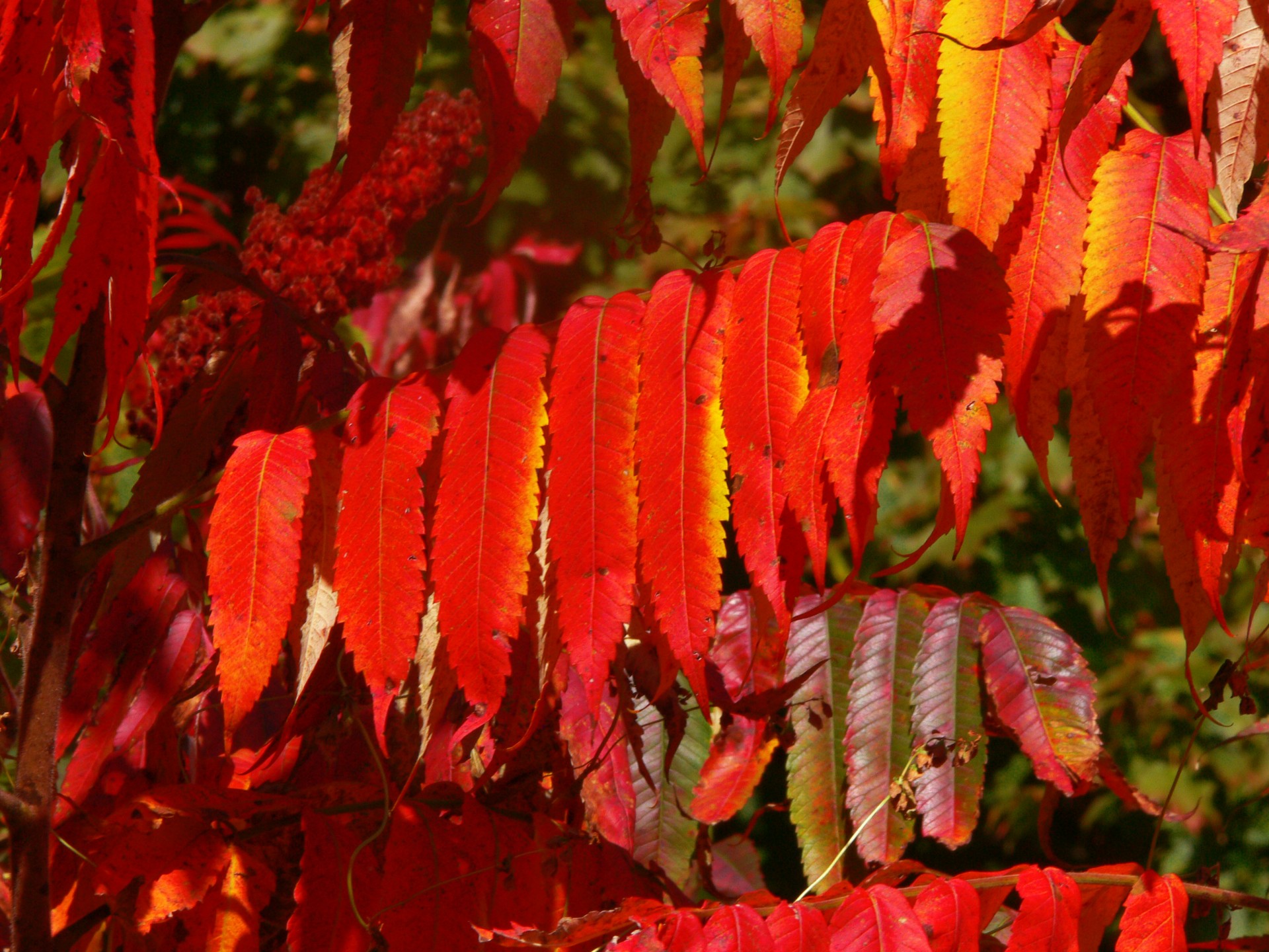 autumn autumn leaves red leaves free photo