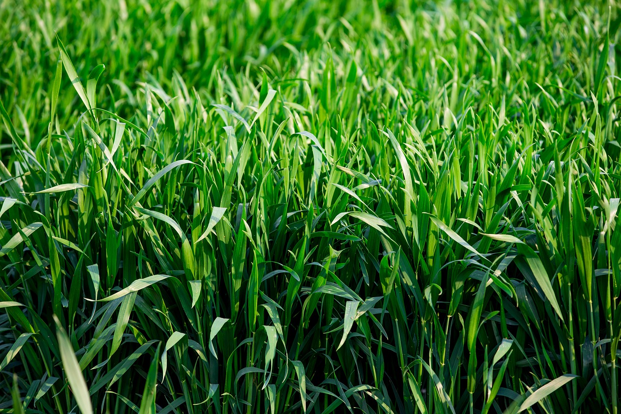 neck green grass the grassland free photo