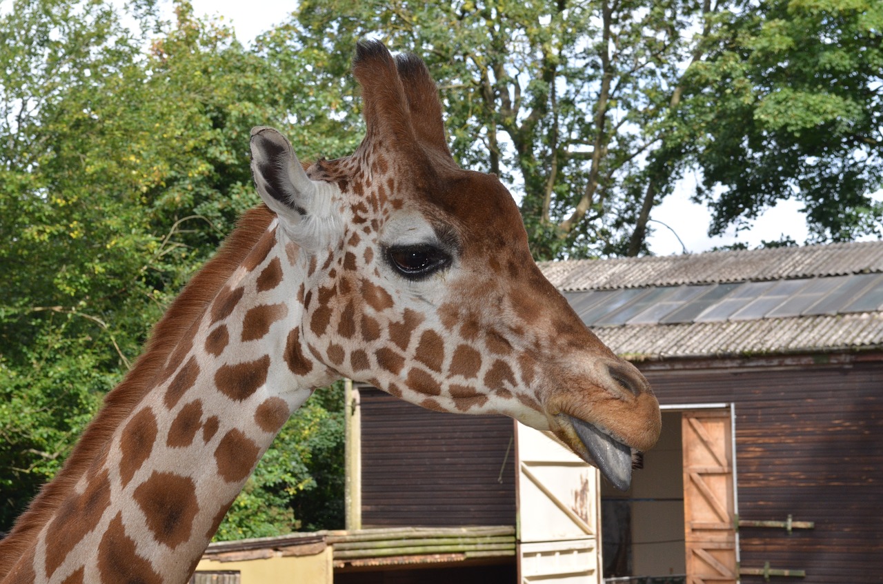 neck wildlife giraffe free photo