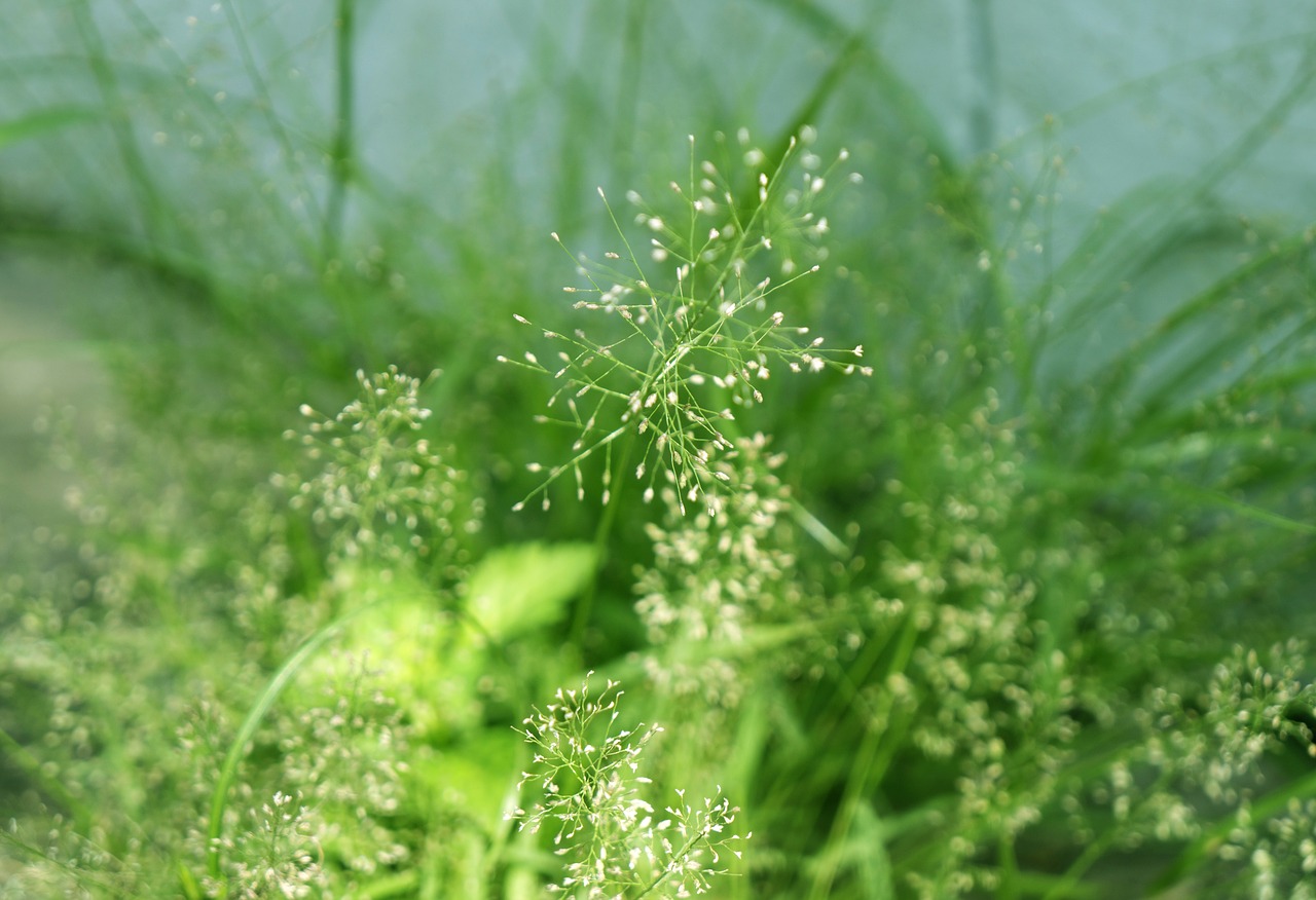 neck natural background free photo