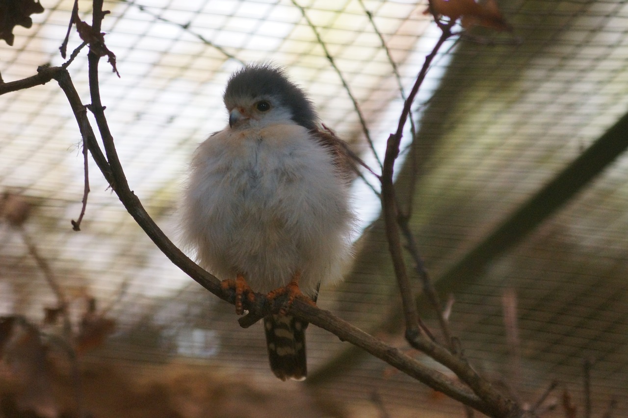 neck band-pygmy falcon the world bird park bird free photo