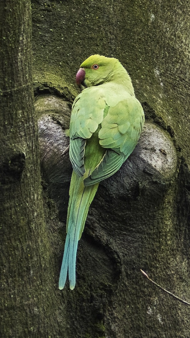 Necked parakeet,small alexander parakeet,noble parakeet,needle-park ...