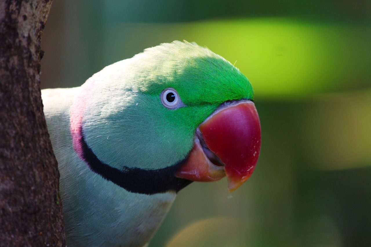 necked parakeet  psittacula krameri  small alexander parakeet free photo