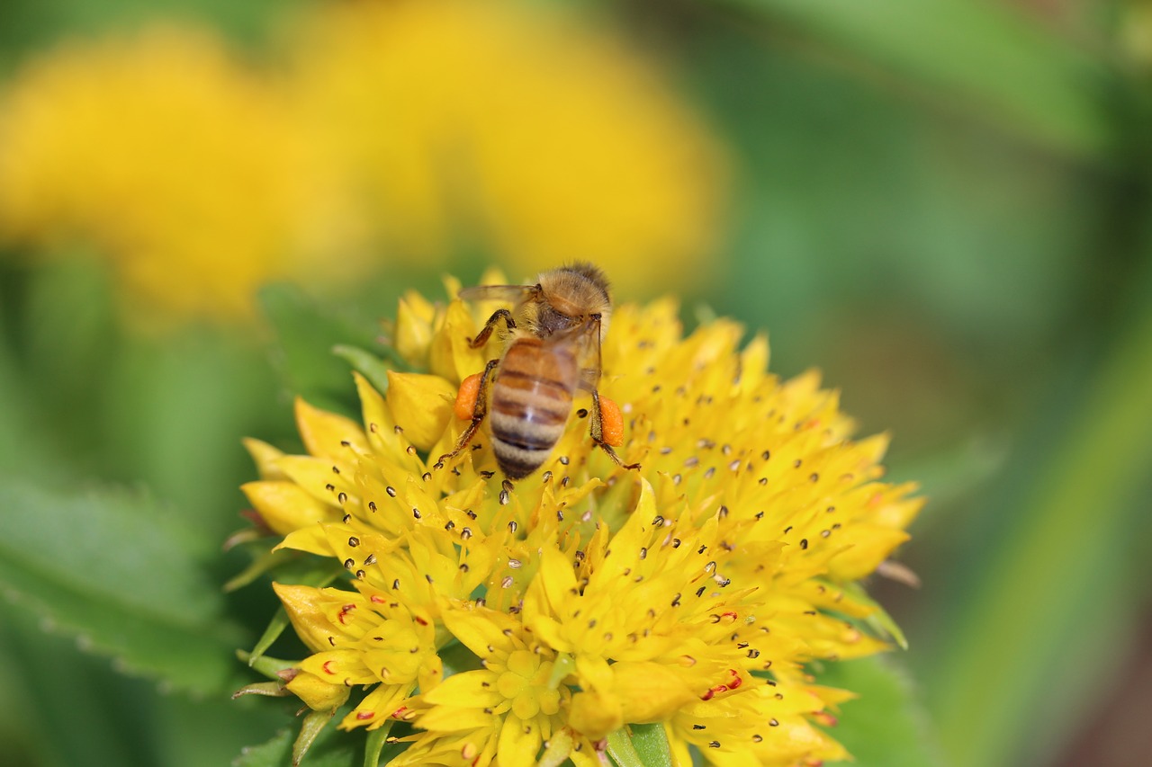 nectar bee flower free photo