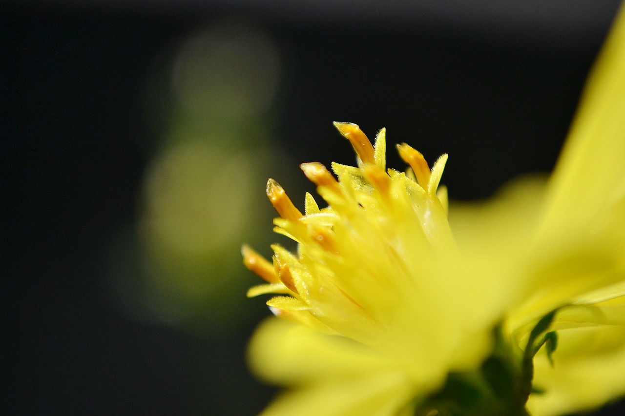 nectar flower yellow flower free photo