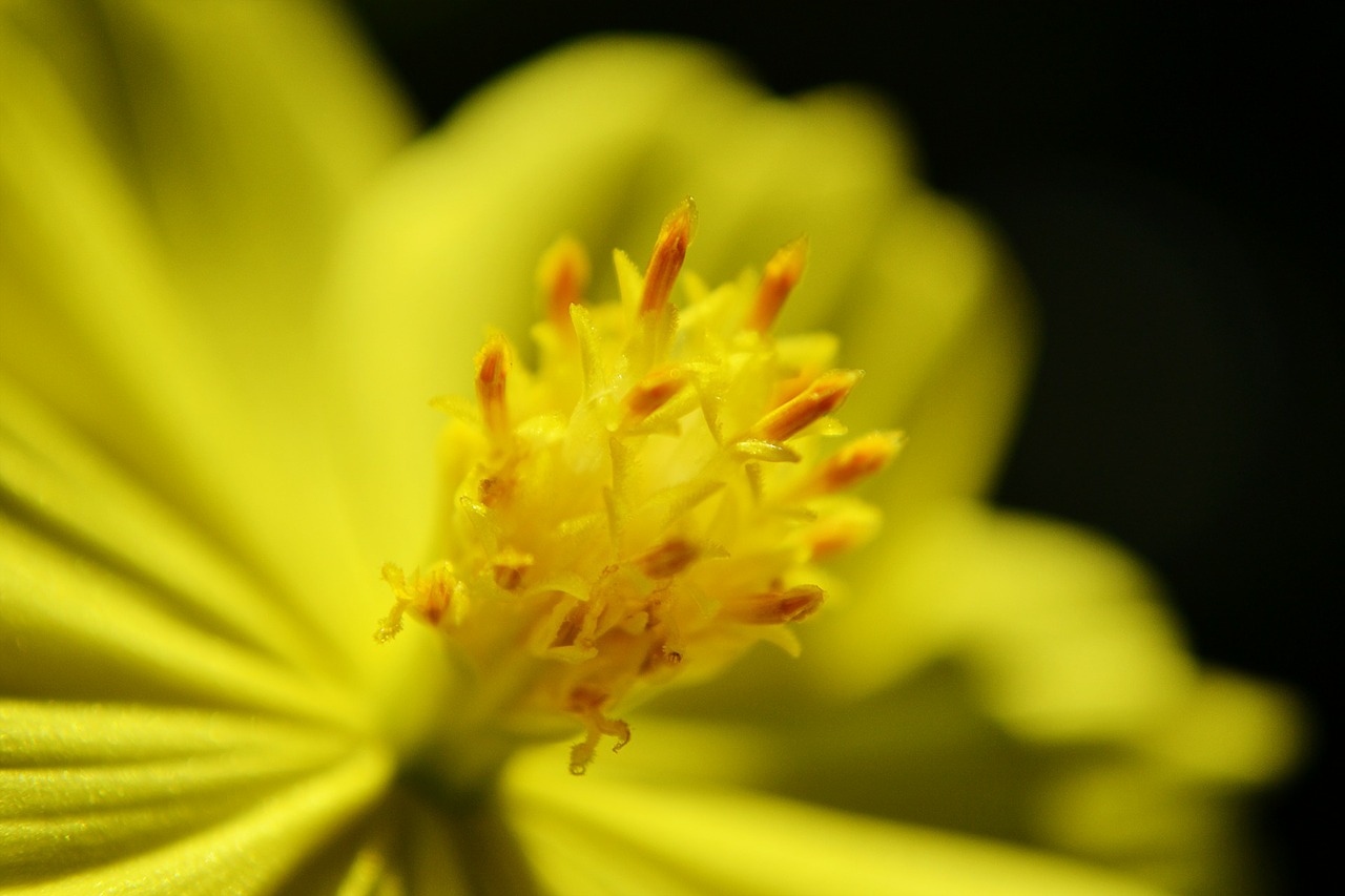 nectar flower yellow flower free photo