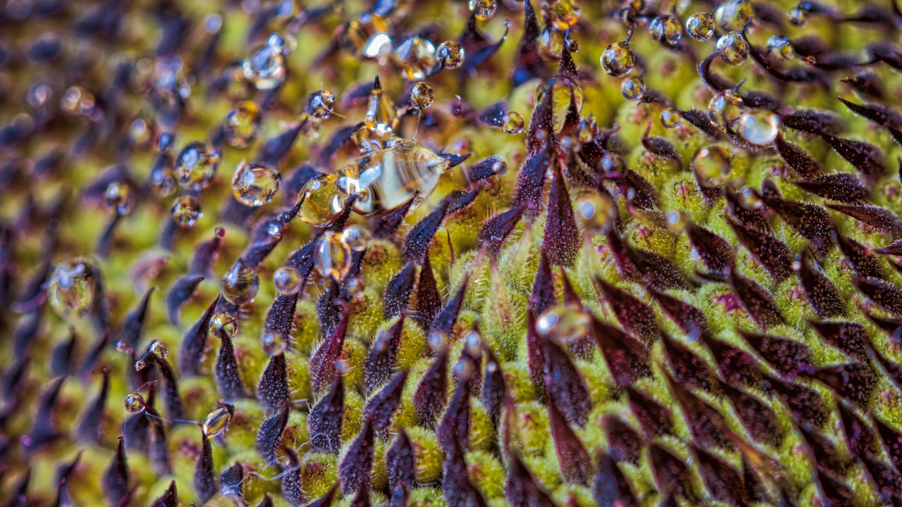 nectar  sunflower  close up free photo