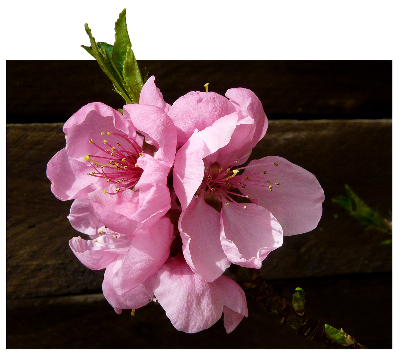 nectarine blossom bloom free photo