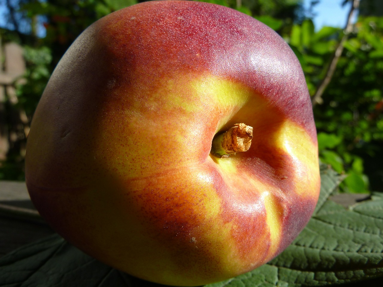 nectarine peach fruit free photo