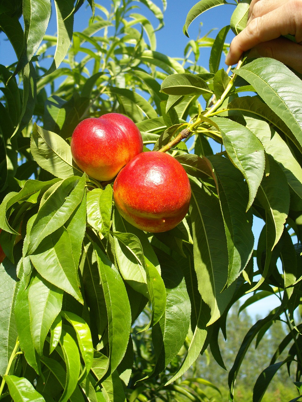 nectarines tree red free photo
