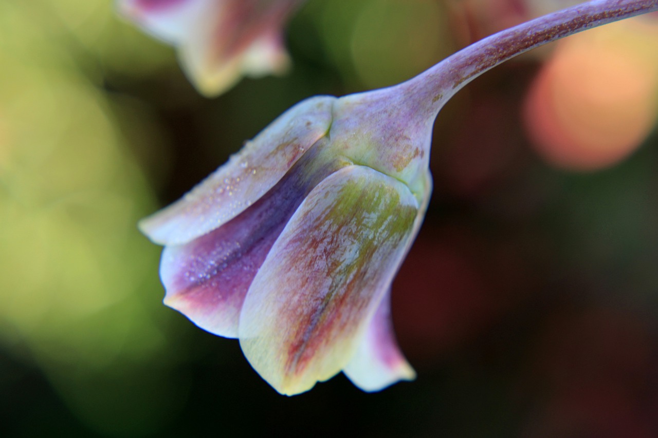 nectaroscordum  sicilian honey lily  allium free photo