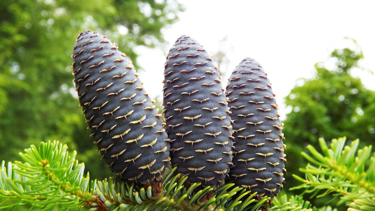 needle larch cones green free photo