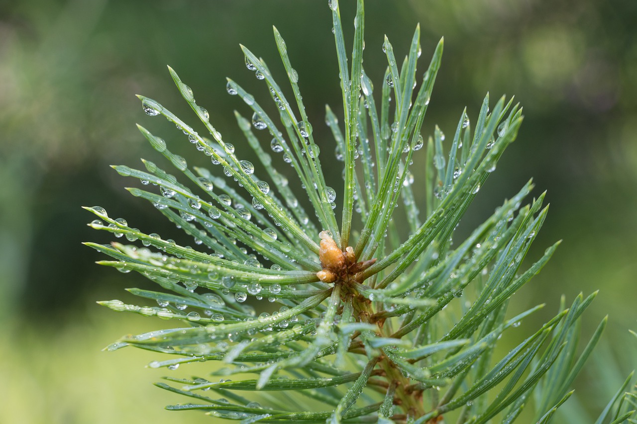 needle tree pine free photo