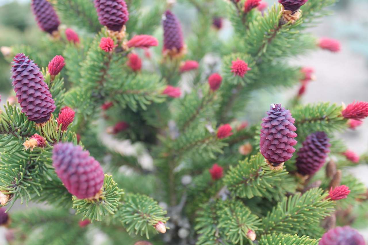 needle pine cone free photo