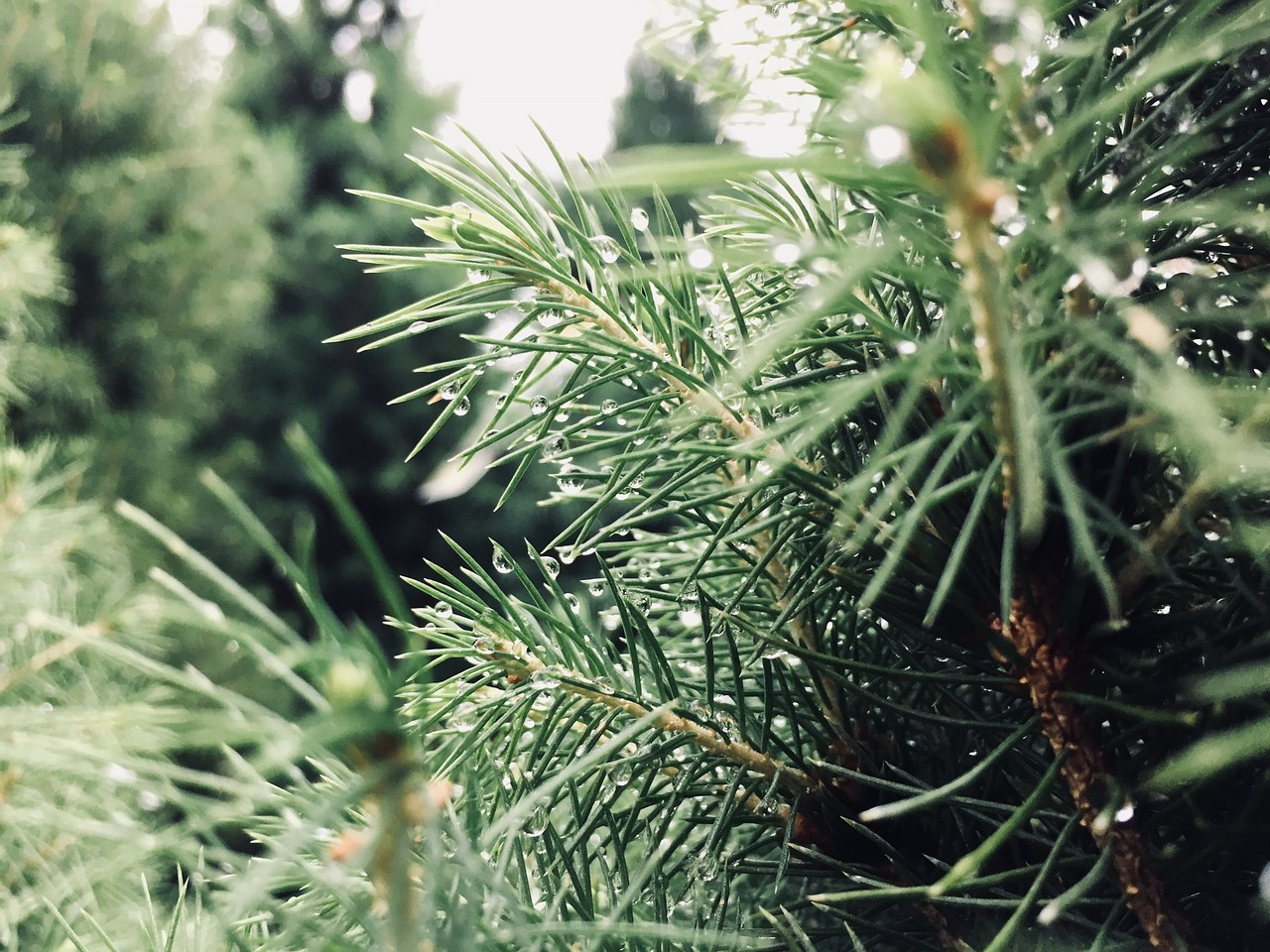 needle  tree  nature free photo