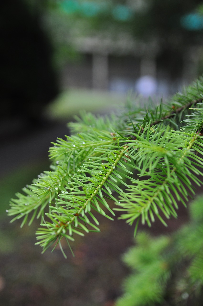 needle  flora  nature free photo