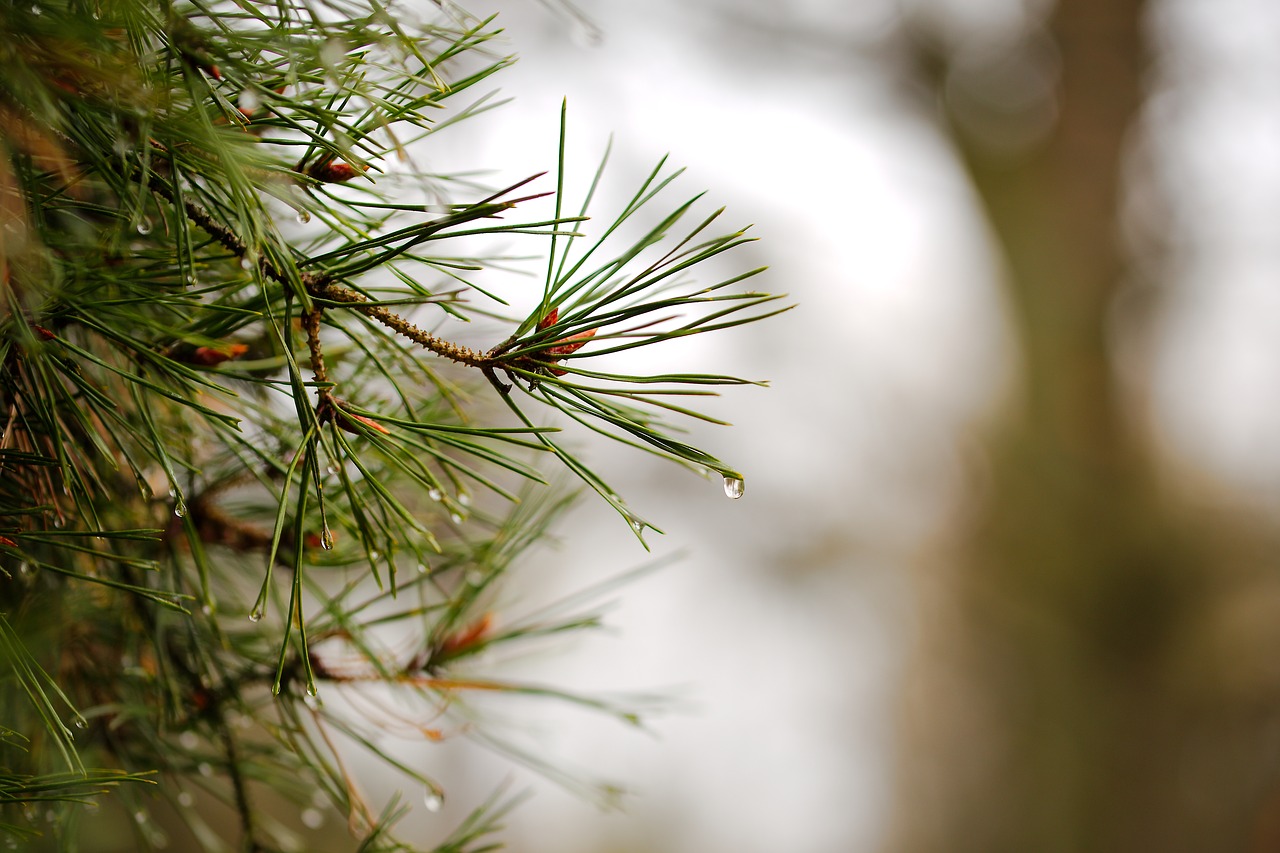 needle  nature  pine free photo