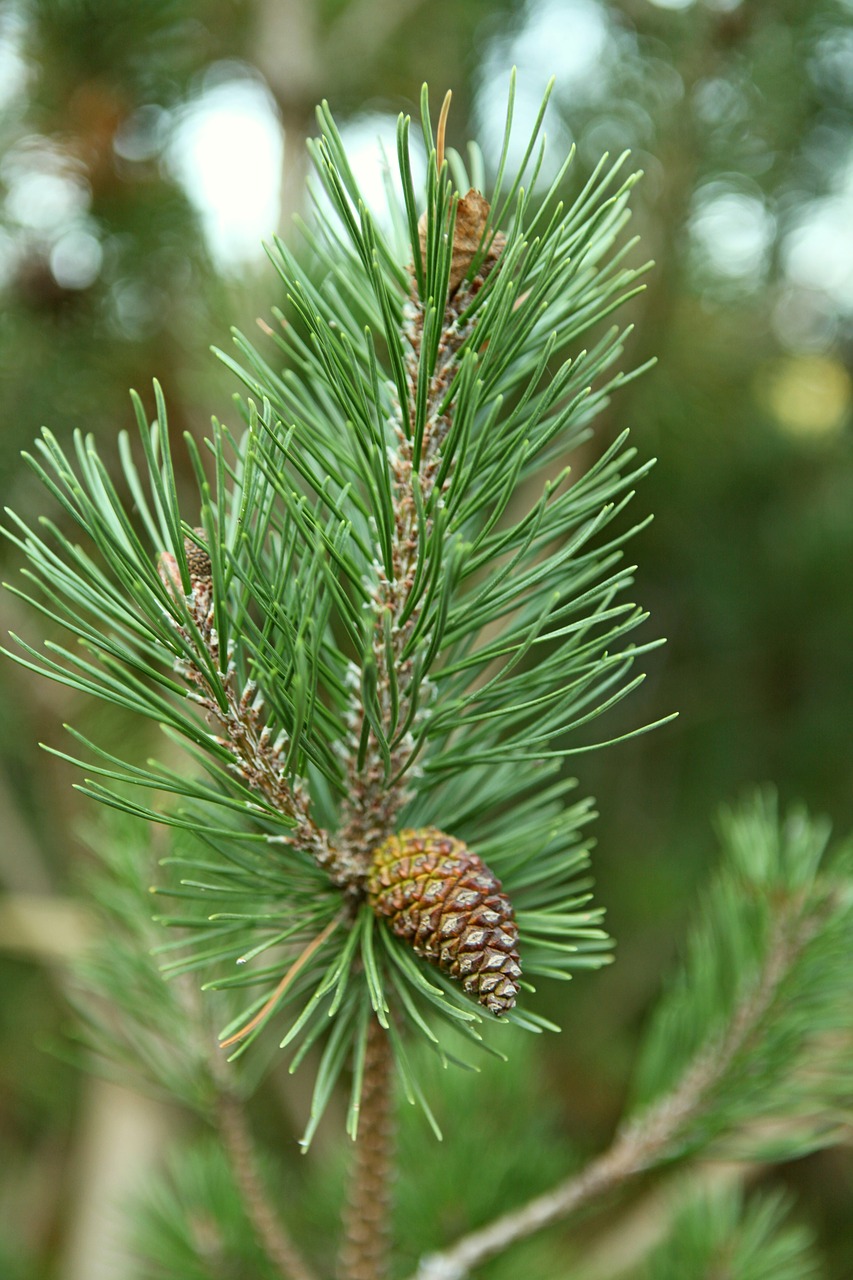needle  tree  pine free photo