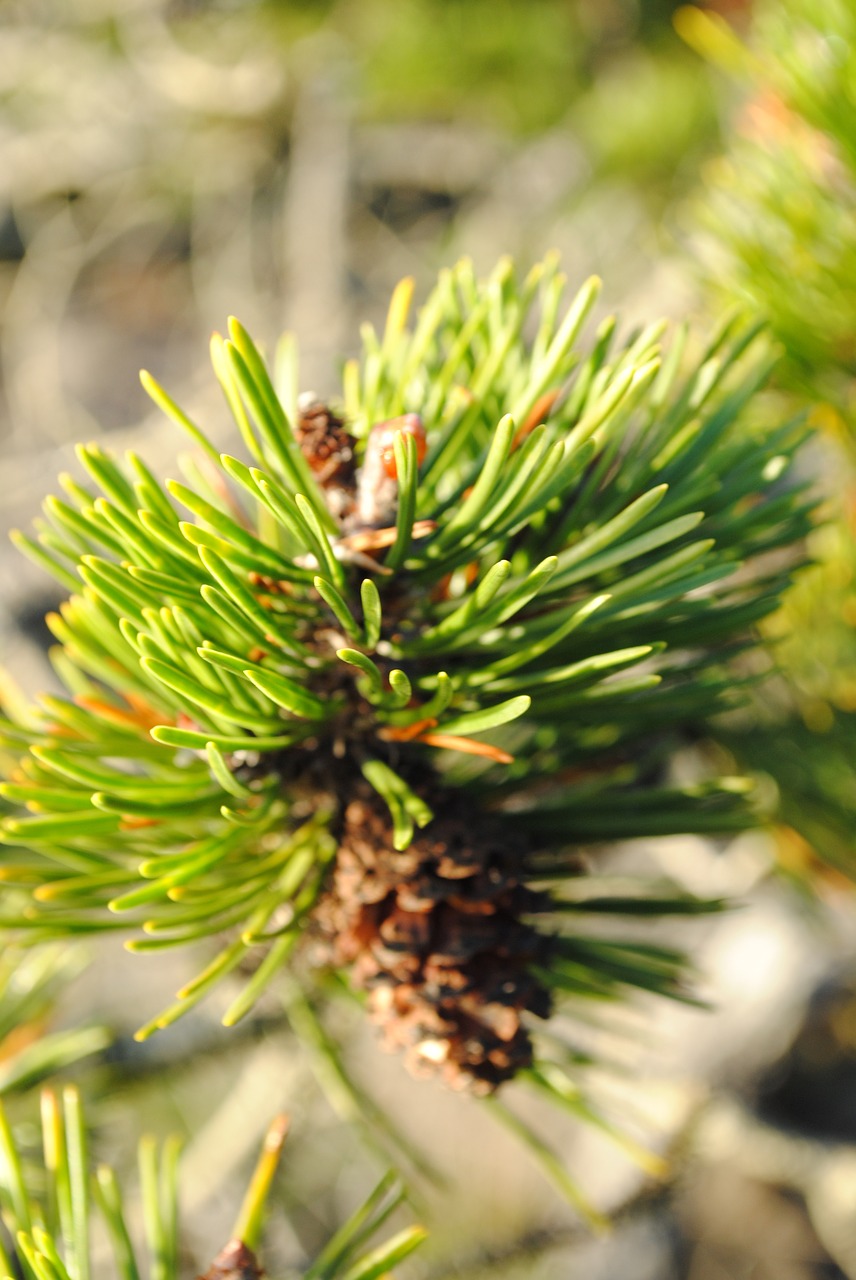 needle  tree  nature free photo