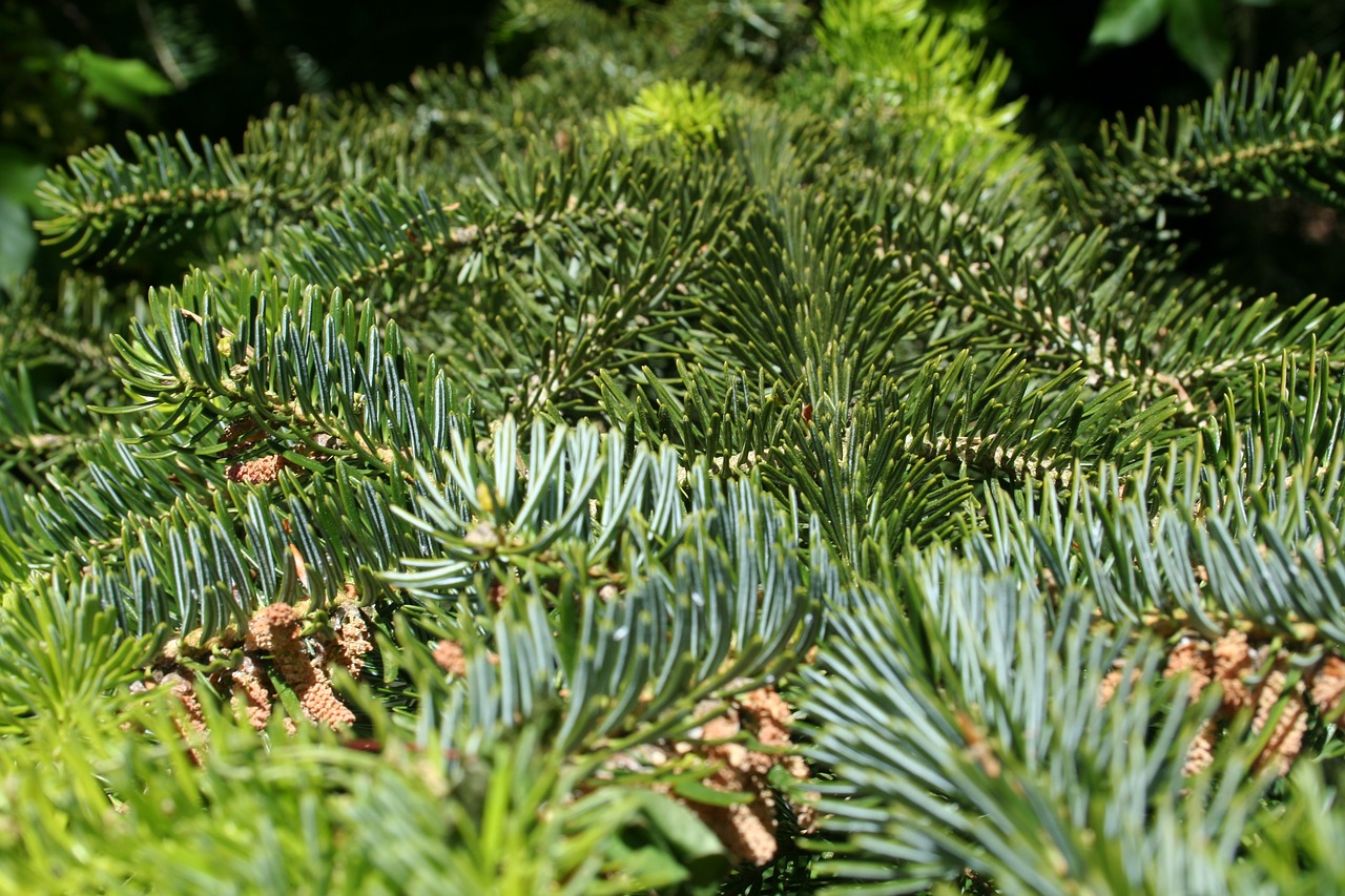 needle  evergreen  conifers free photo