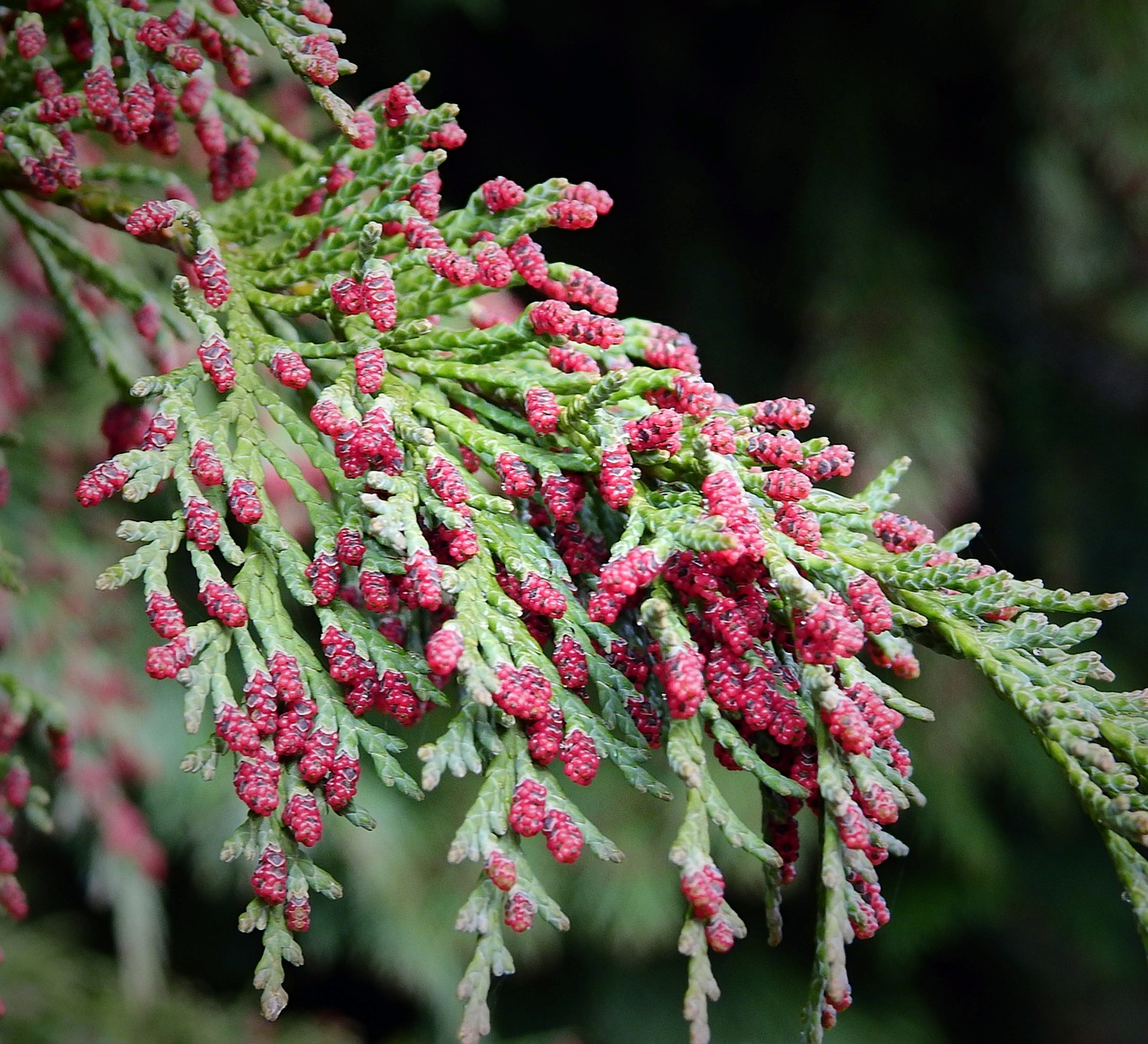 needle  nature  sprig free photo