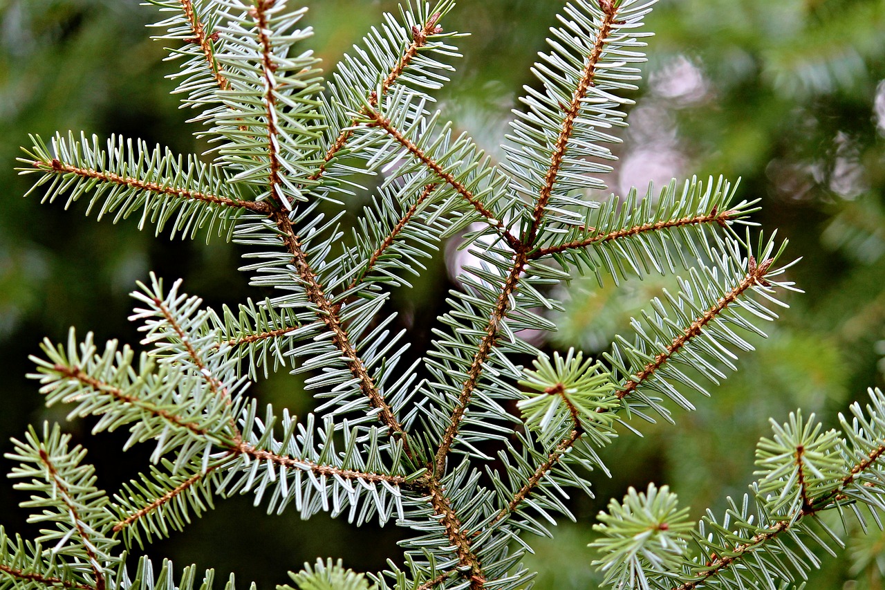 needle branch conifer nature free photo
