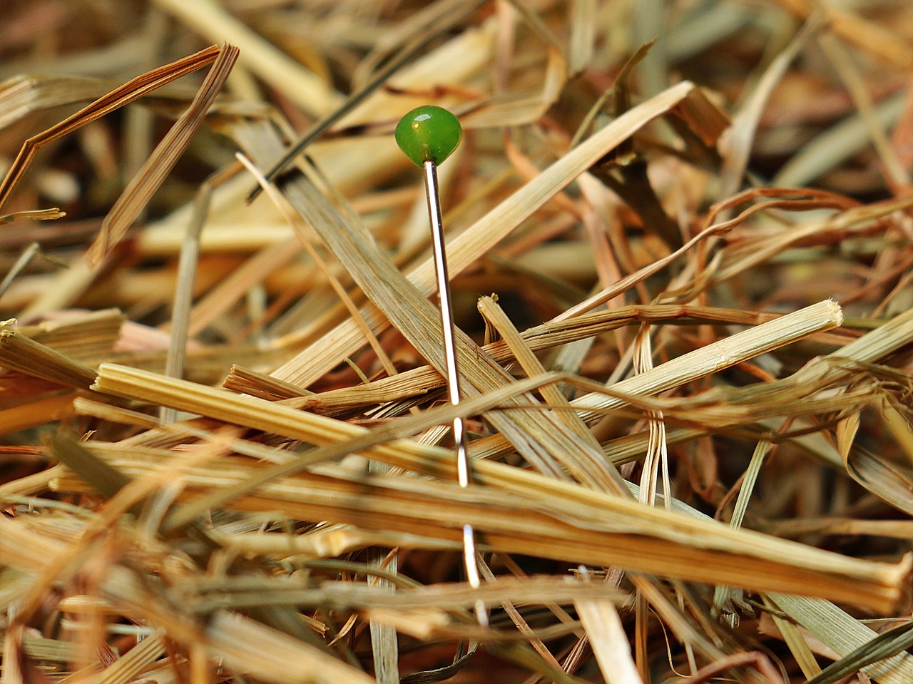 needle in a haystack needle haystack free photo