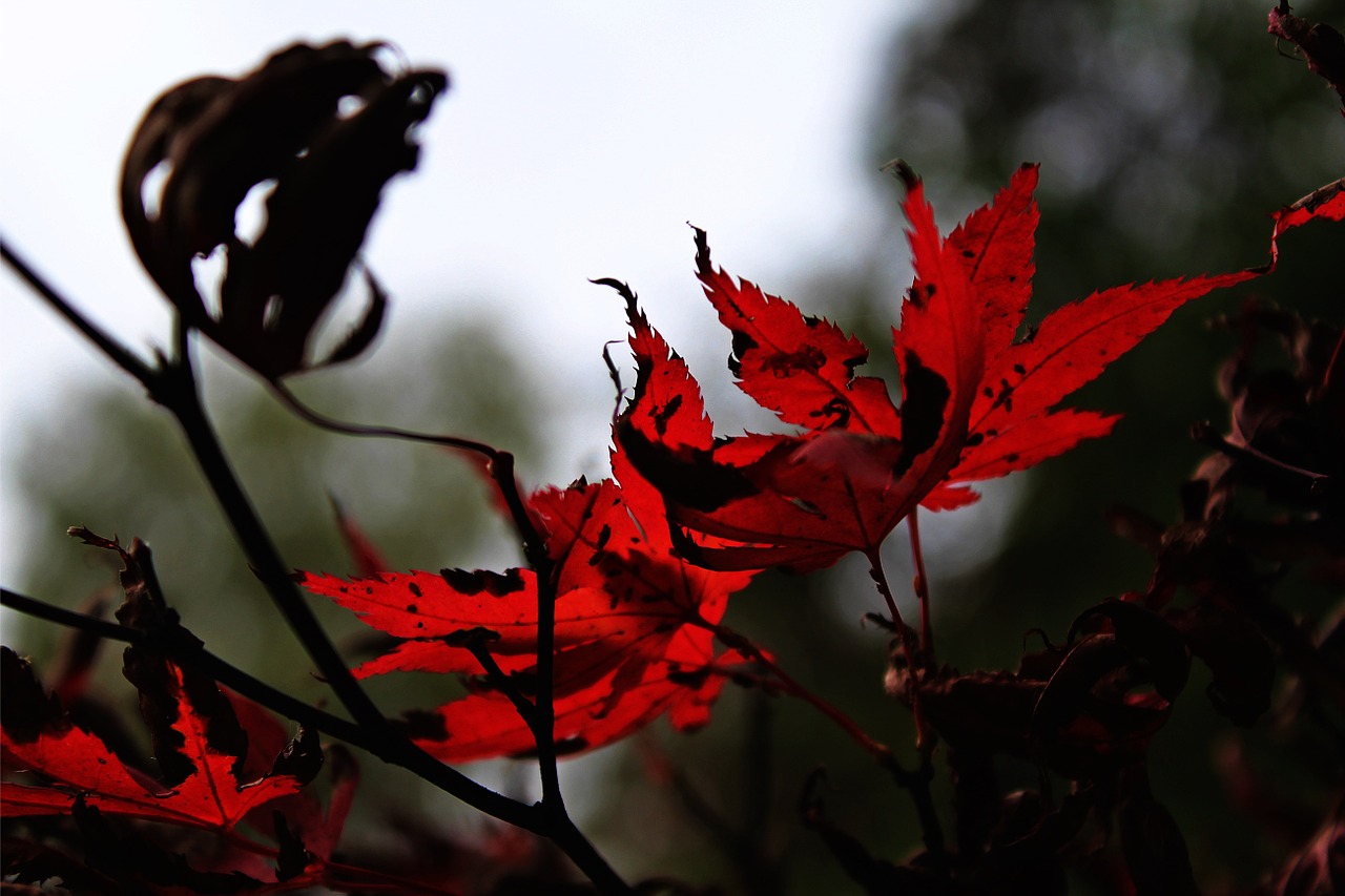 needle leaf maple fall leaves red free photo