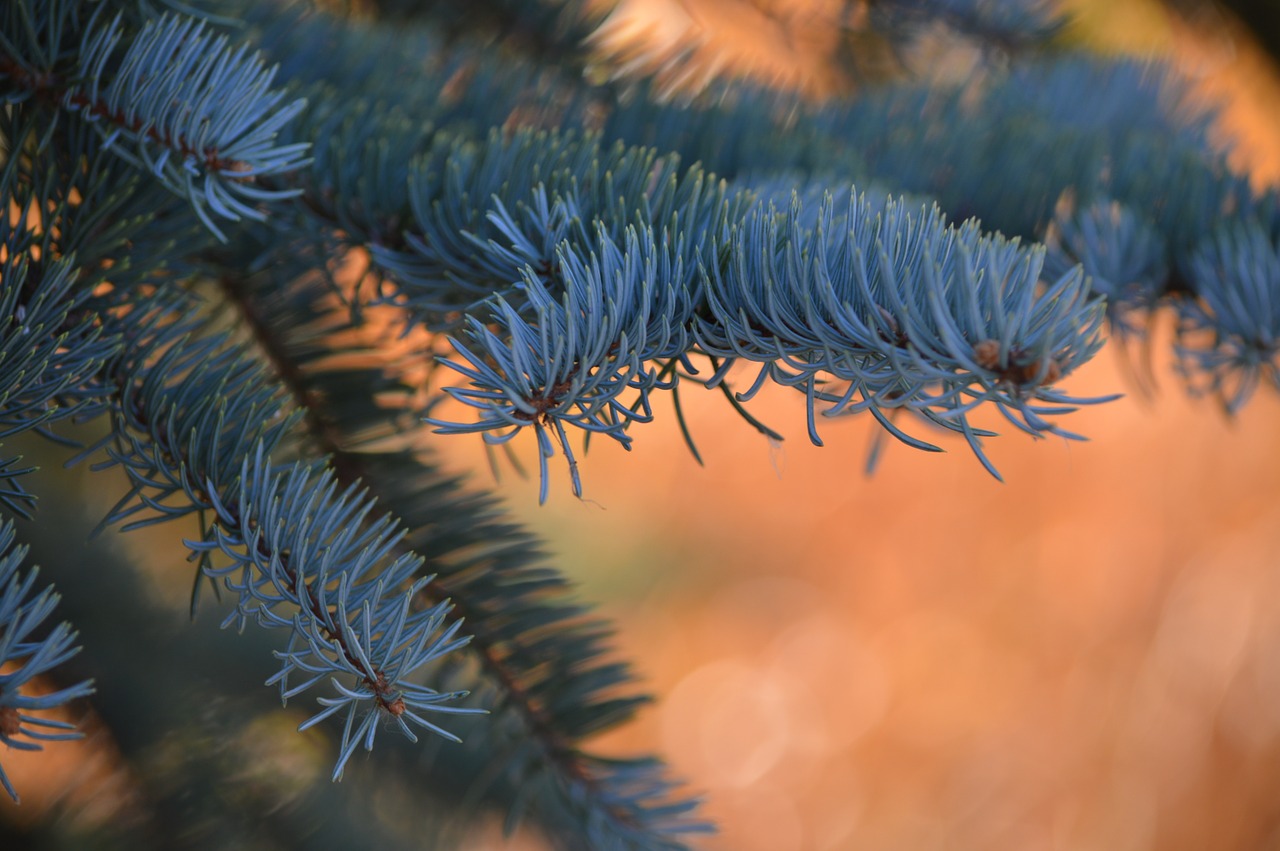 needles fir tree free photo