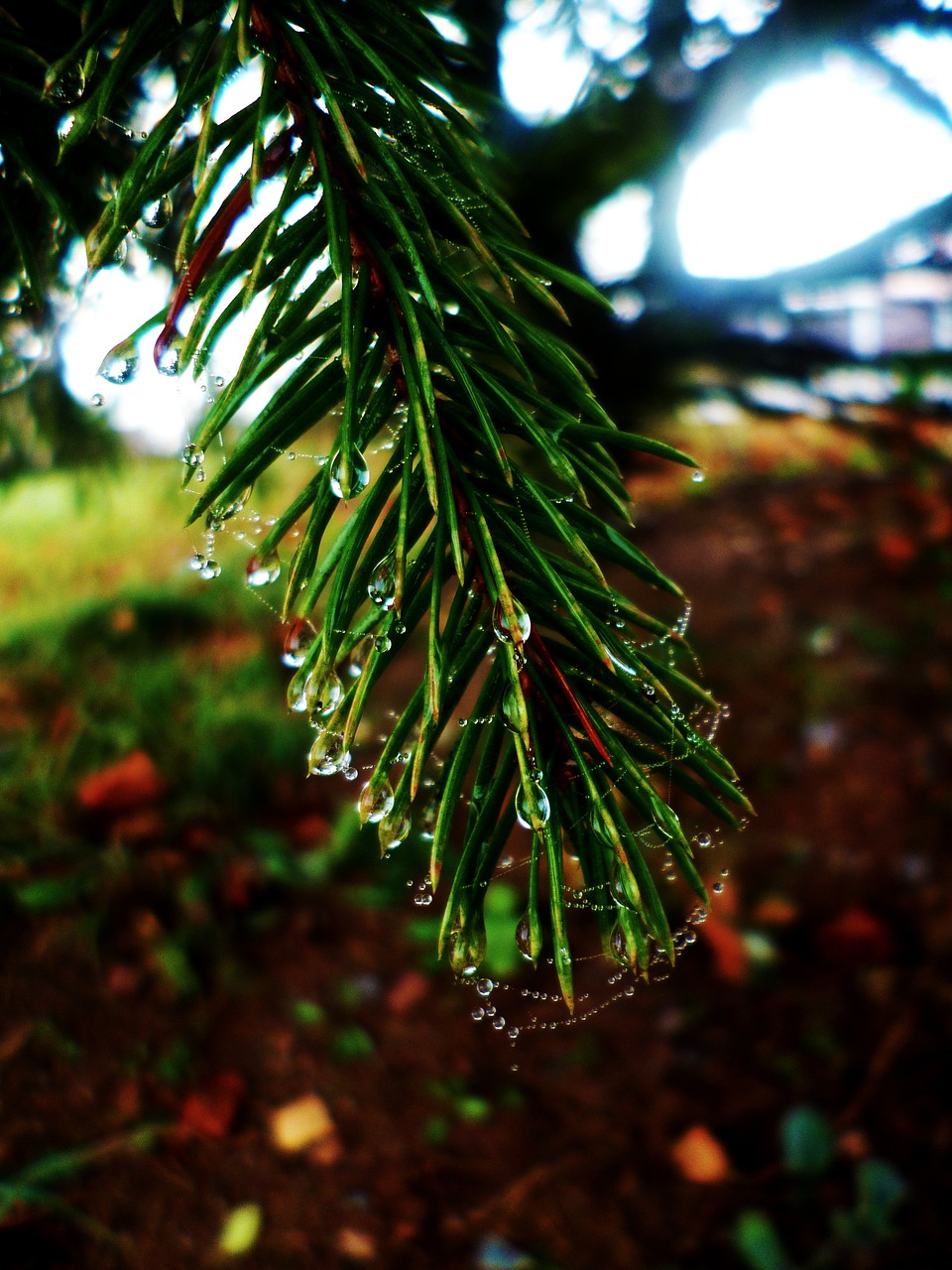 needles drops web free photo