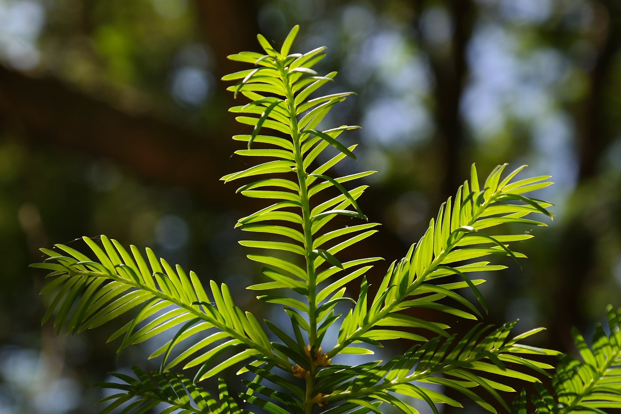 needles yew needle branch free photo