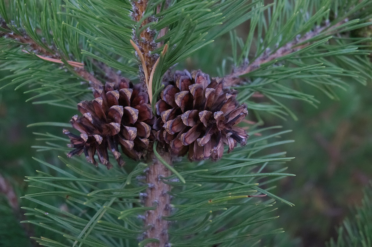 needles pine coniferous tree free photo