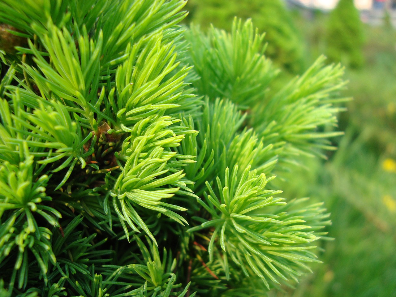 needles spruce conifer free photo