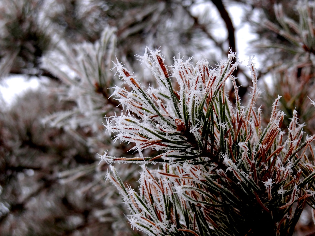 needles leann nature free photo