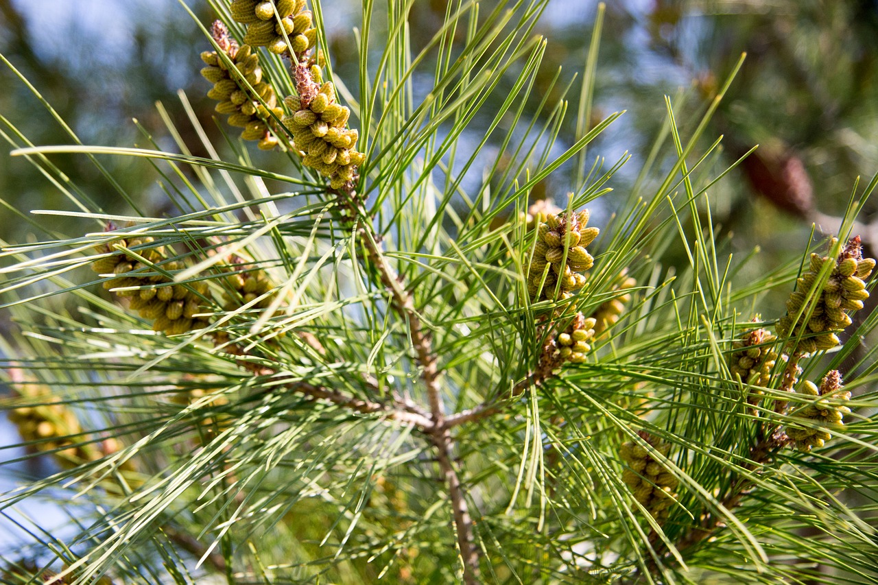 needles spruce christmas tree free photo