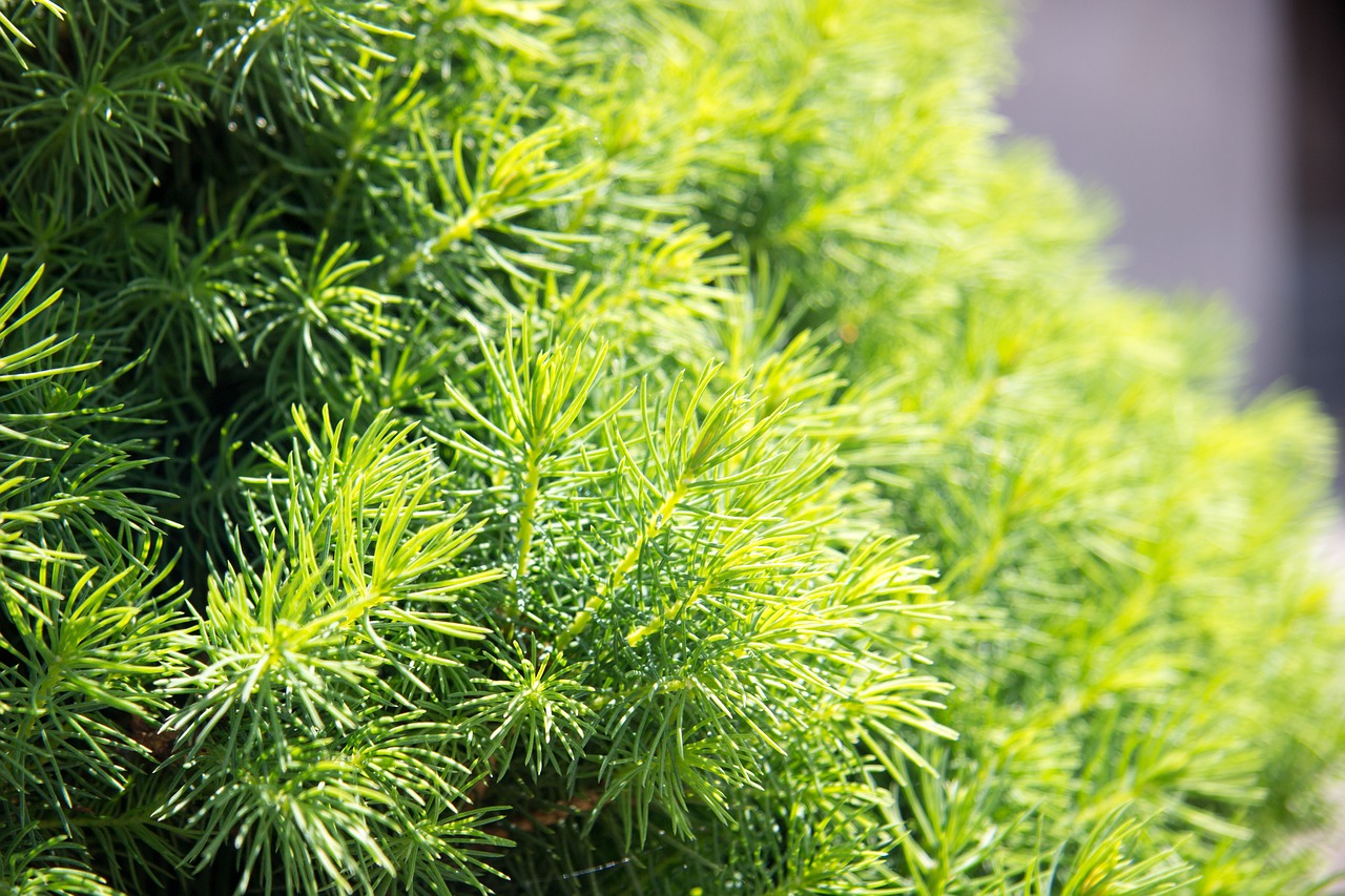 needles spruce freshness free photo