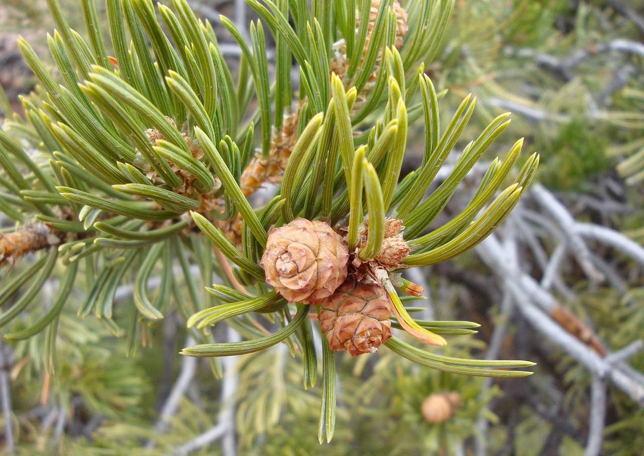 needles fir pine needles free photo