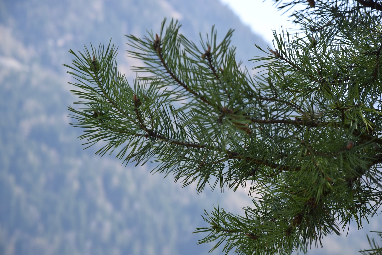 needles tree pine free photo