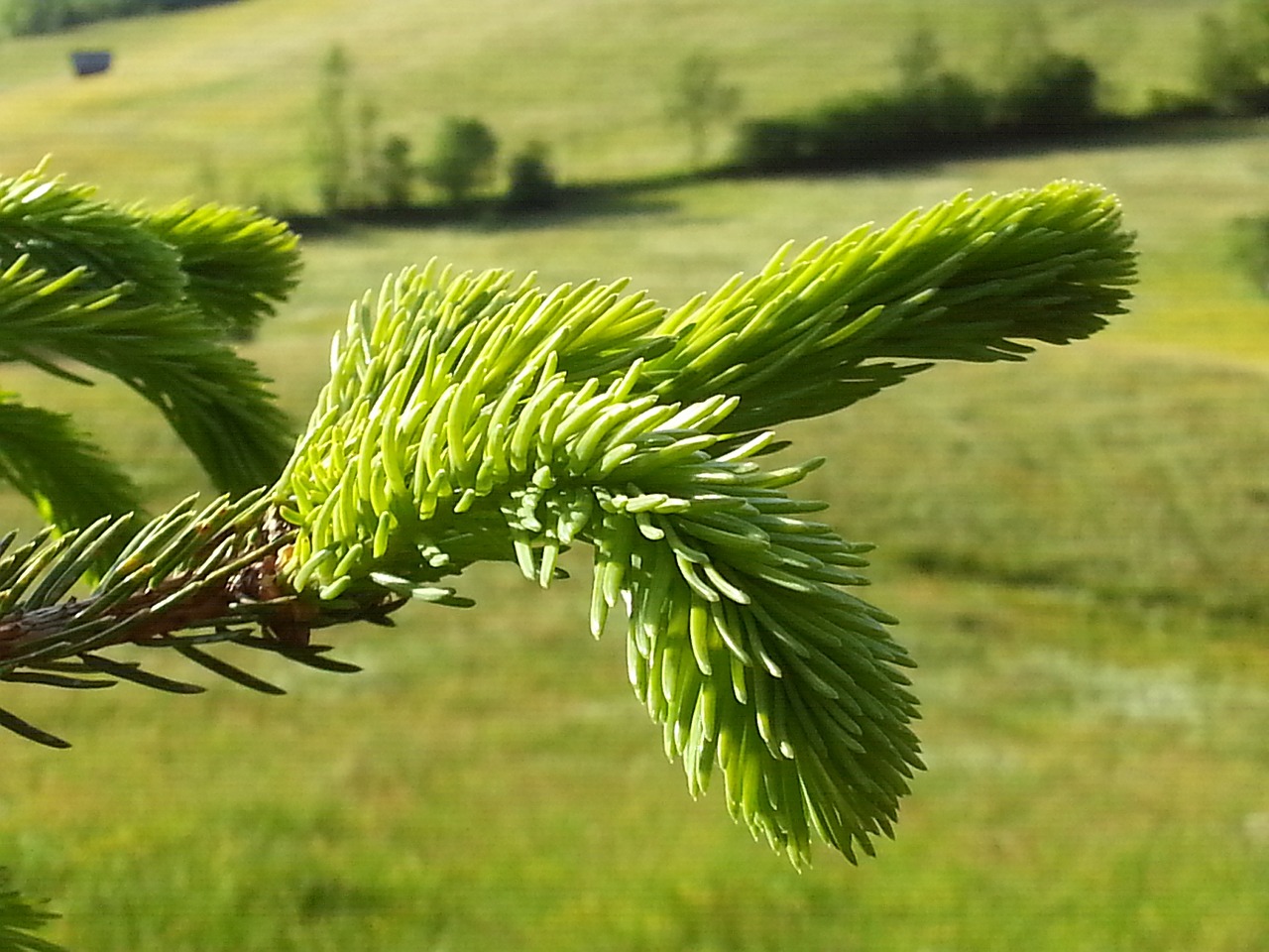 needles conifer branch free photo