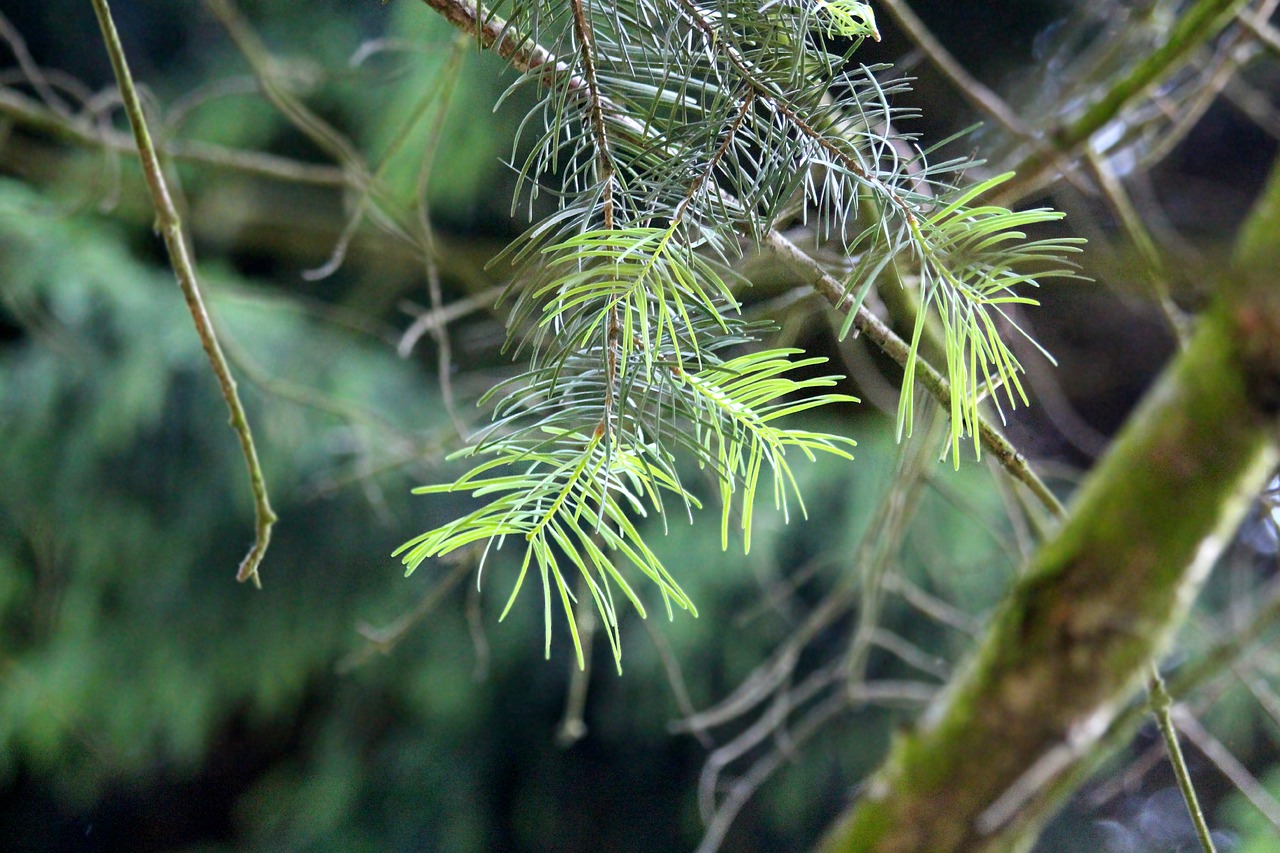 needles coniferous tree branch free photo